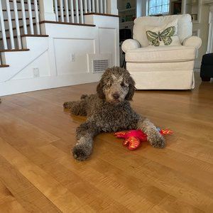 Meet your Posher, Lisa